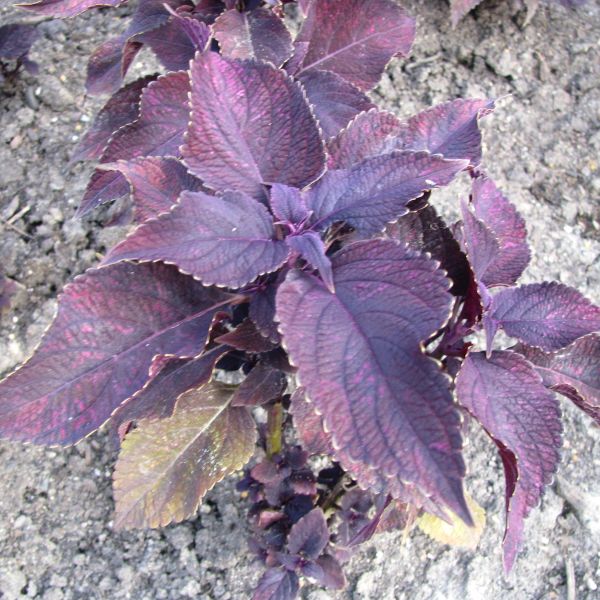 Coleus Dark Star