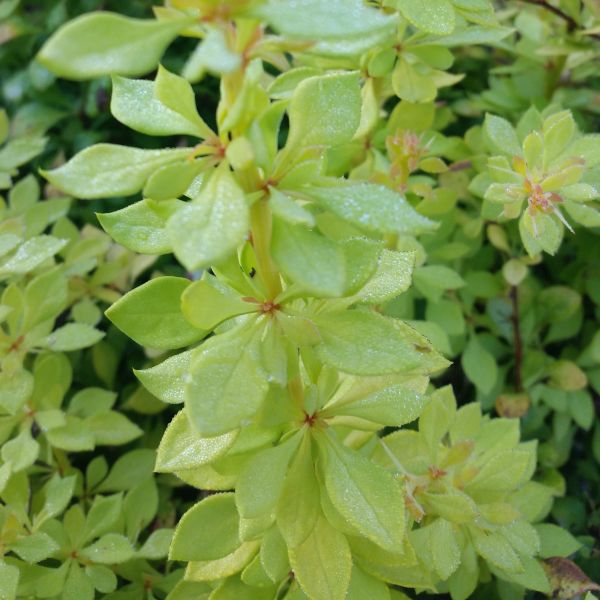 Sunjoy&reg; Citrus Barberry