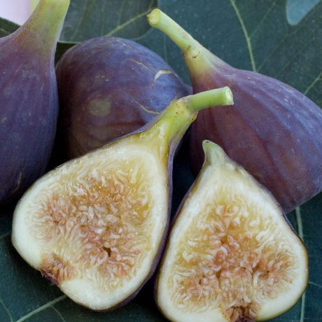 Osborne Prolific Fig Tree