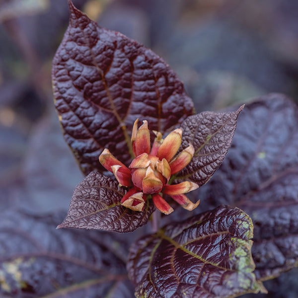 Burgundy Spice Sweetshrub