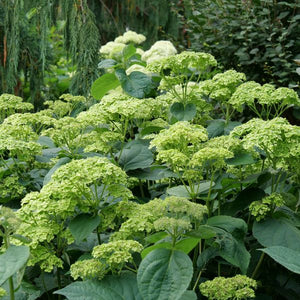 Invincibelle Sublime™ Smooth Hydrangea