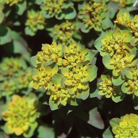 Bonfire Euphorbia