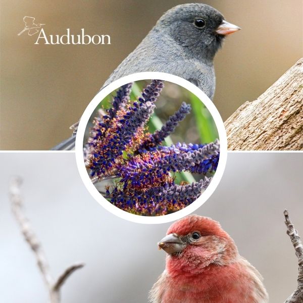 Audubon&reg; Native Lead Plant