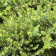 Emerald Carpet Manzanita