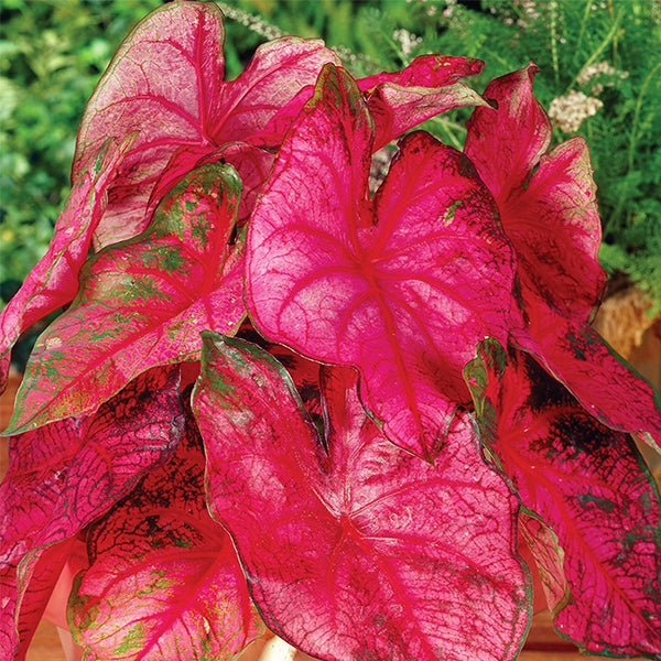 Fannie Munson Caladium