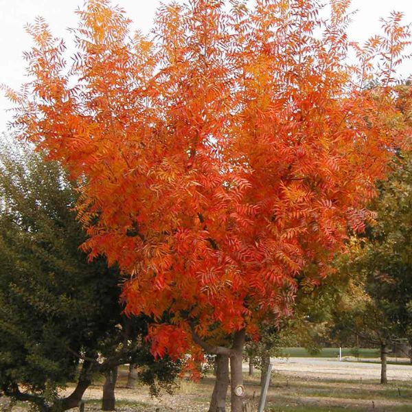 Chinese Pistache Tree