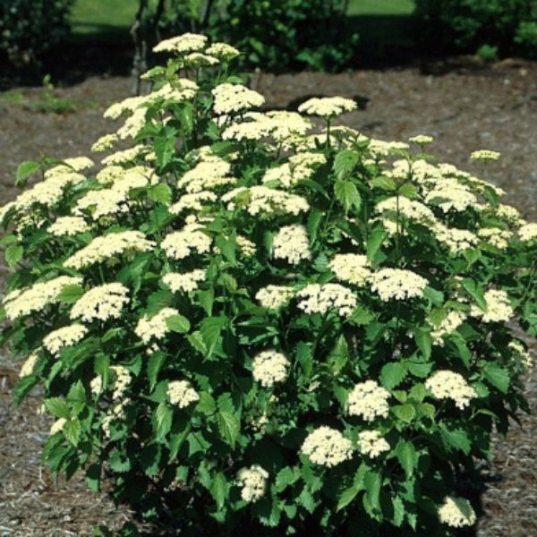 Blue Muffin&reg; Arrowwood Viburnum