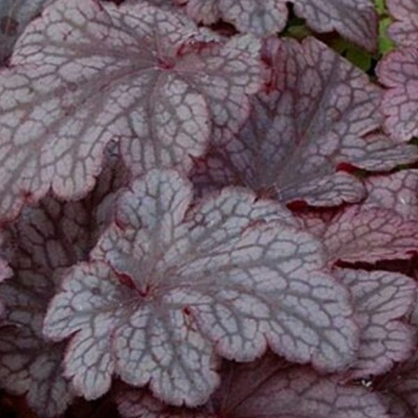 Plum Pudding Coral Bells