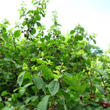 Emerald Mound Honeysuckle