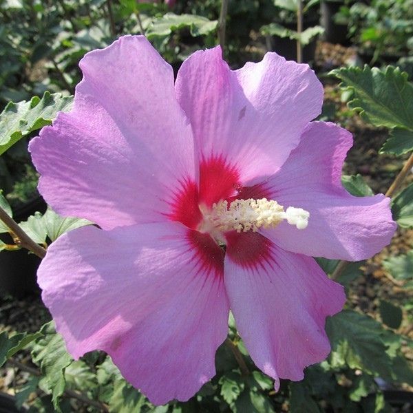 Minerva Rose of Sharon Shrub