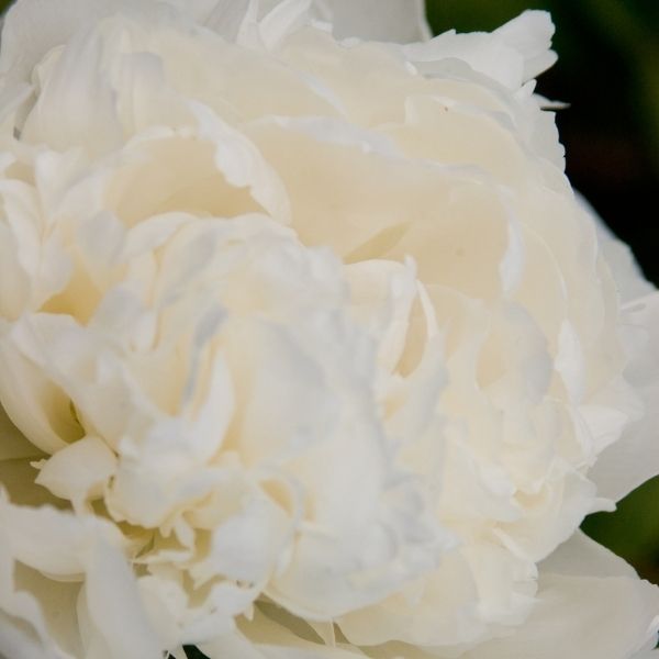 Festiva Maxima Peony