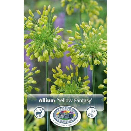 Yellow Fantasy Allium