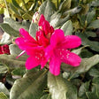 Nova Zembla Rhododendron