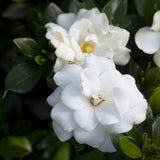 First Editions&reg; Double Mint Gardenia