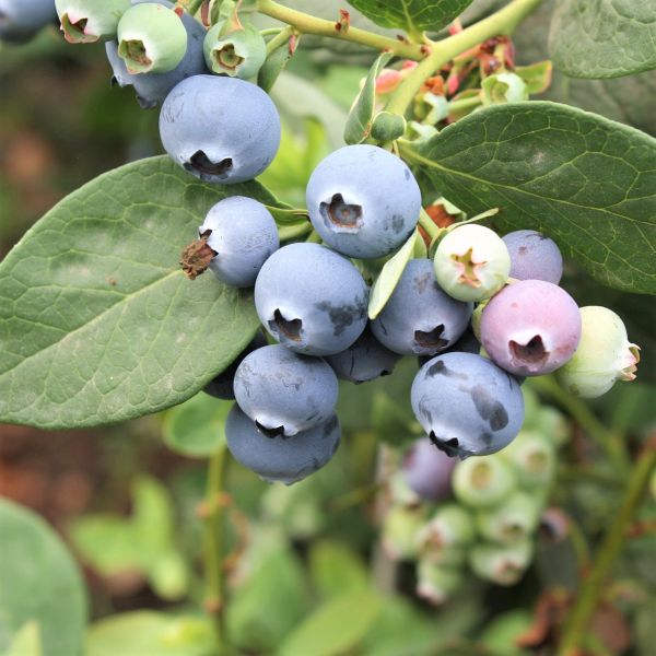 Northcountry Blueberry Bush