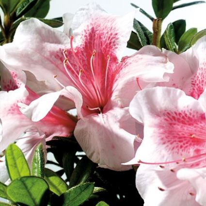 Autumn Chiffon&trade; Encore&reg; Azalea