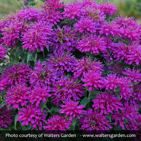 Sugar Buzz&reg; Grape Gumball Bee Balm