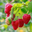 Latham Raspberry Bush