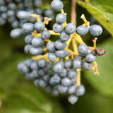 Arrowwood Viburnum