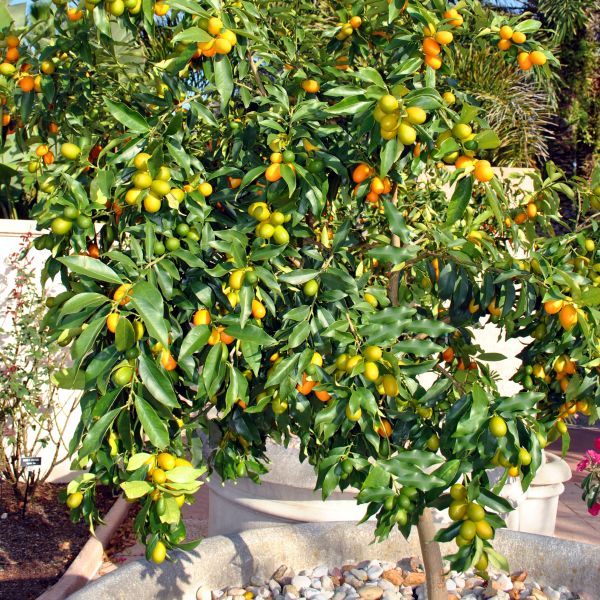 Nagami Kumquat Tree