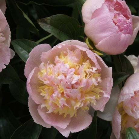 Top Brass Peony