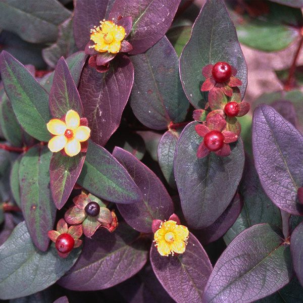 Albury Purple St. Johns Wort