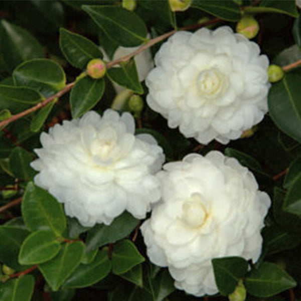 October Magic&reg; White Shi-Shi&trade; Camellia