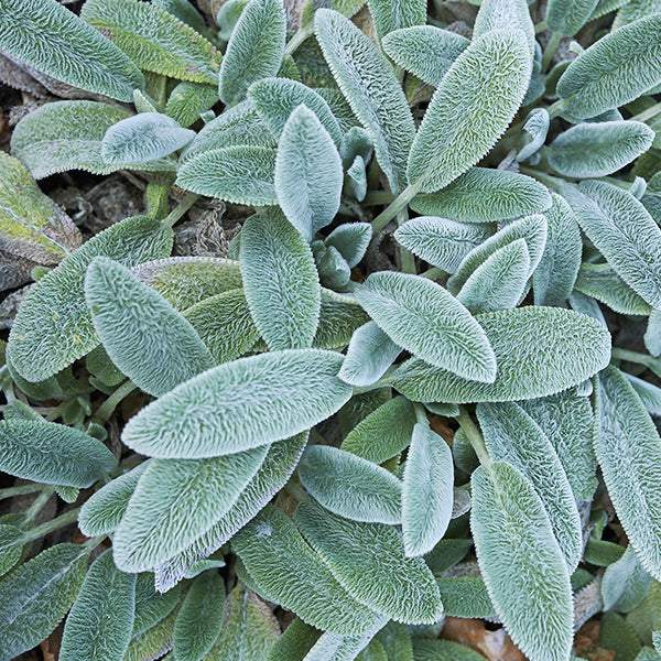 Helen Von Stein Lambs Ear