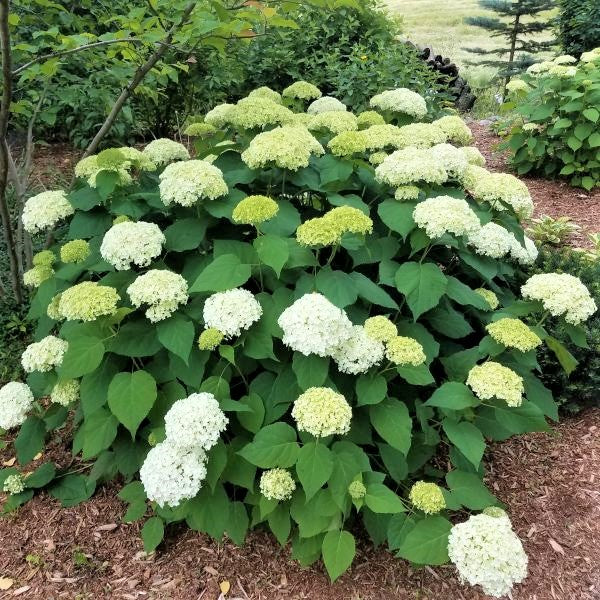 Annabelle Hydrangea