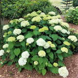 Annabelle Hydrangea