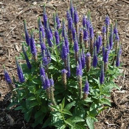 Royal Candles Speedwell Veronica