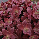 SUNSPARKLER Firecracker Sedum