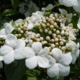 Spring Lace&trade; Viburnum