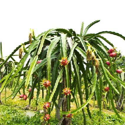 White Dragon Fruit Plant