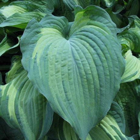 Guardian Angel Hosta