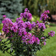 First Editions&reg; Purple Magic Crape Myrtle