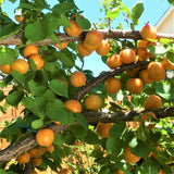 Golden Sweet Apricot Tree