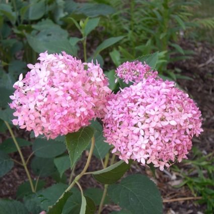 Proven Winner&reg; Color Choice&reg; Invincibelle&reg; Spirit Hydrangea