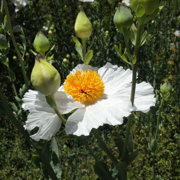 Matilija Poppy