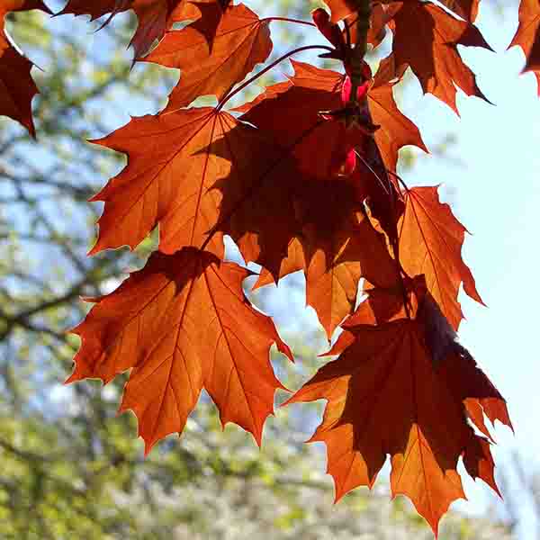 Crimson King Maple