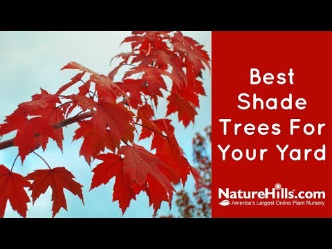 Quaking Aspen Tree