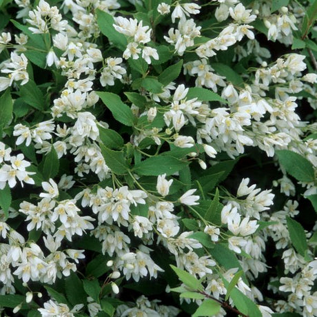 Nikko Slender Deutzia