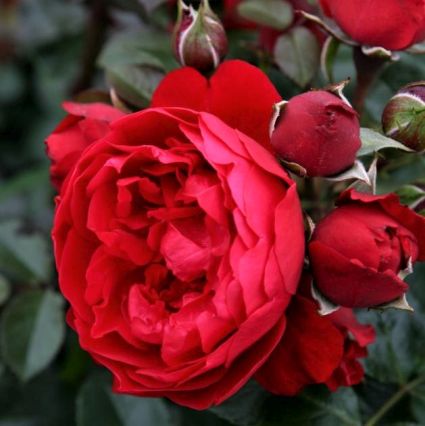 Florentina&trade; Arborose&reg; Climbing Rose