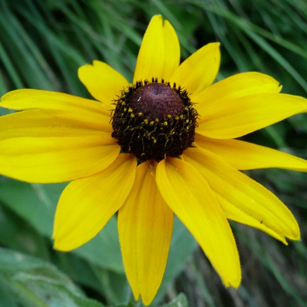 Summer Rain Garden Pocket Garden