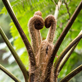 Brentwood Australian Tree Fern