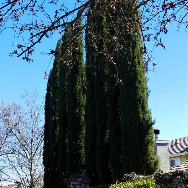 Blue Italian Cypress