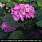 Abracadabra&reg; Orb Hydrangea