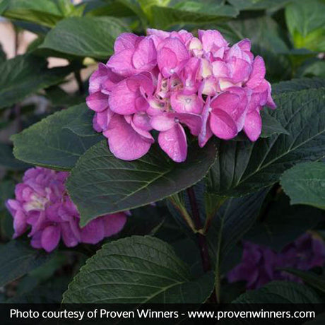 Abracadabra&reg; Orb Hydrangea