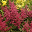 Red Sentinel Astilbe