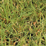 Prestige Buffalo Grass Plugs